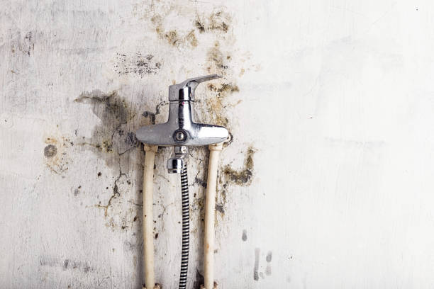 Best Affordable Mold Removal  in Williston Park, NY