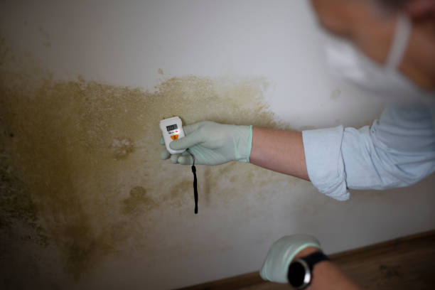 Best Fast Mold Removal  in Williston Park, NY