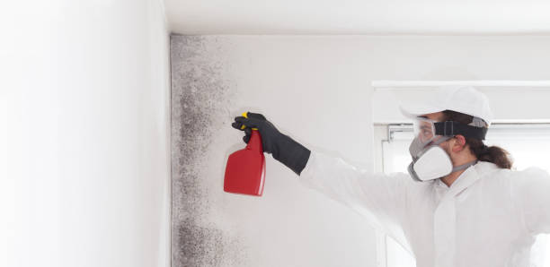 Best Mold Removal Company Near Me  in Williston Park, NY