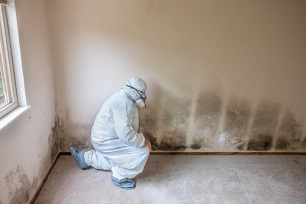 Best Toxic Mold Removal  in Williston Park, NY
