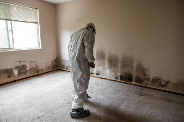 Crawl Space Mold Removal in Williston Park, NY
