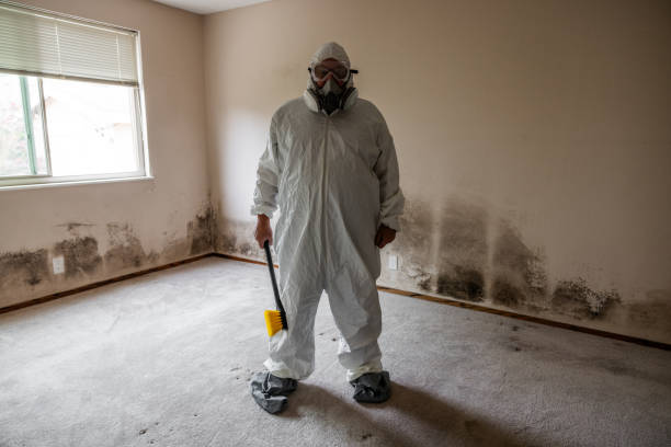 Williston Park, NY Mold Removal Company