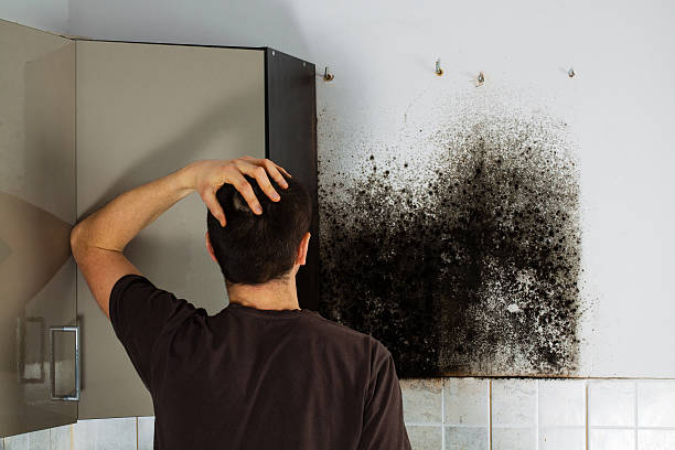 Best Mold Cleaning Services  in Williston Park, NY