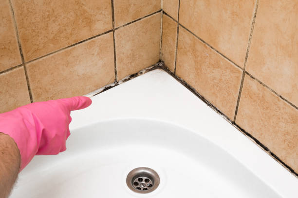 Best Mold Removal Company Near Me  in Williston Park, NY